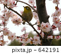 梅とメジロ　５
