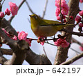 梅とメジロ　１