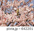 梅とメジロ　４