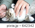 女性の手と子猫