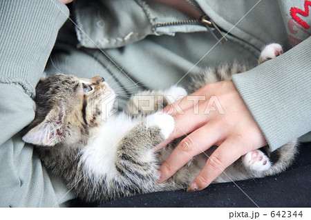 「女性の手と子猫」の写真素材