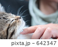 女性の手と子猫