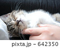女性の手と子猫