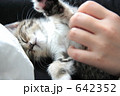 女性の手と子猫
