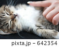 女性の手と子猫