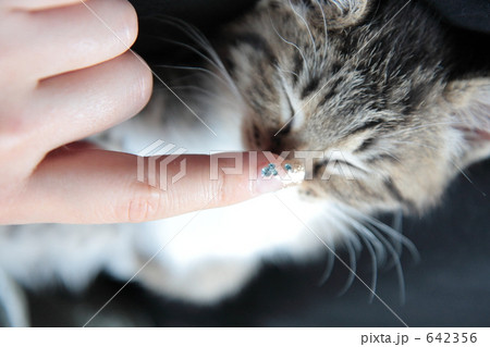 女性の手と子猫