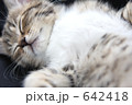 寝る子猫