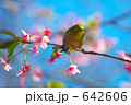 河津桜とメジロ