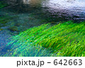 柿田川の水草