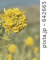 菜の花