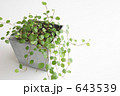 小さい葉の観葉植物