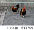 鶏