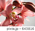 シンビジューム　開花
