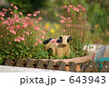 牛と花壇