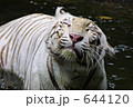 ホワイトタイガーの水浴び