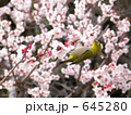 梅とメジロ　８