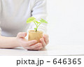 手と植木
