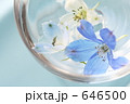 「蒼の花」の写真 [646500]