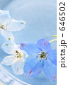 「蒼の花　Ⅱ」の写真 [646502]