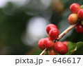 コーヒーの実