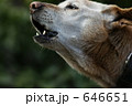 646651