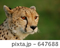 647688