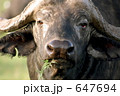 647694