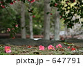 落花
