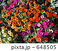 Vivid Flowers　2
