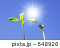新芽