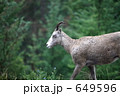 ロッキー山脈の動物