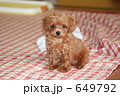 犬 ティカッププードル トイプードル