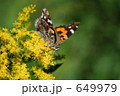アテハチョウ