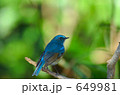 ルリビタキ