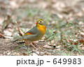 ソウシチョウ　朝鮮雀