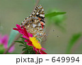 アカタテハ