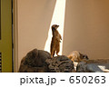 スポットライトを浴びるミーアキャット