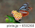 アダギマダラ