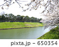 千鳥ヶ淵公園の桜