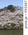 千鳥ヶ淵の桜