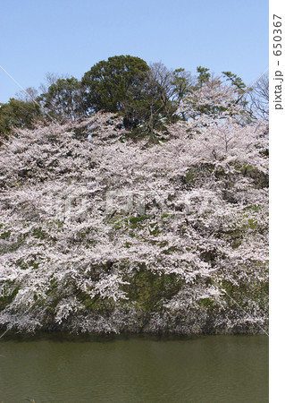 「千鳥ヶ淵の桜」の写真素材 「千鳥ヶ淵の桜」の写真素材
