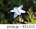 素材ナンバー 651315 : 「小花」