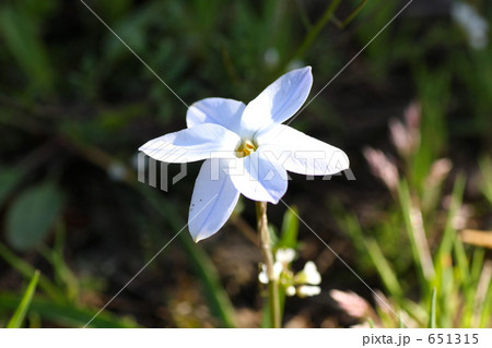 小花 小花