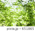 新緑の梢