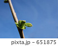 新芽