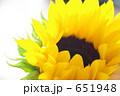 A Sunflower