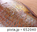 真鯛の魚体