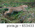 チーター