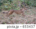チーター