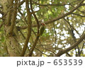 アオゲラ